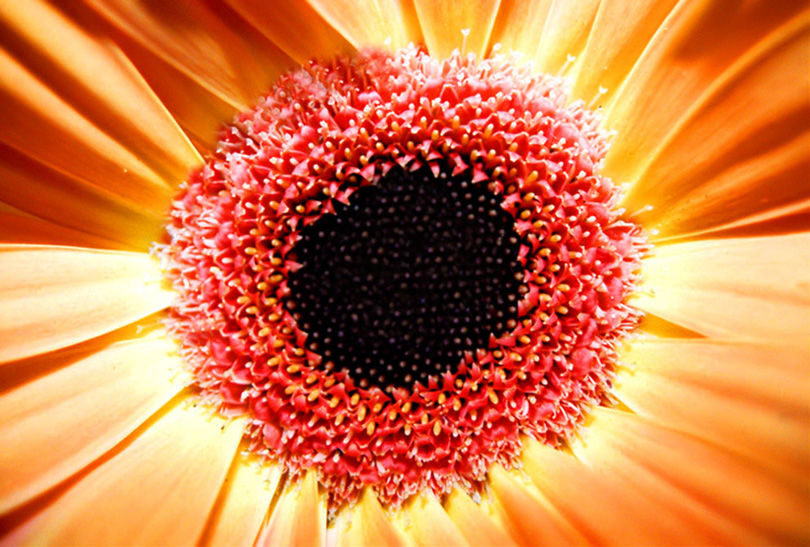 Photography by psyclone for DesignCrowd (Community Contests) | Design #9093106