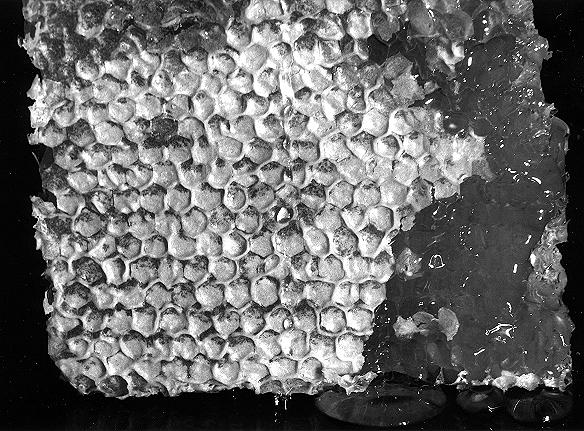 Photography by dylder for DesignCrowd (Community Contests) | Design #9092467