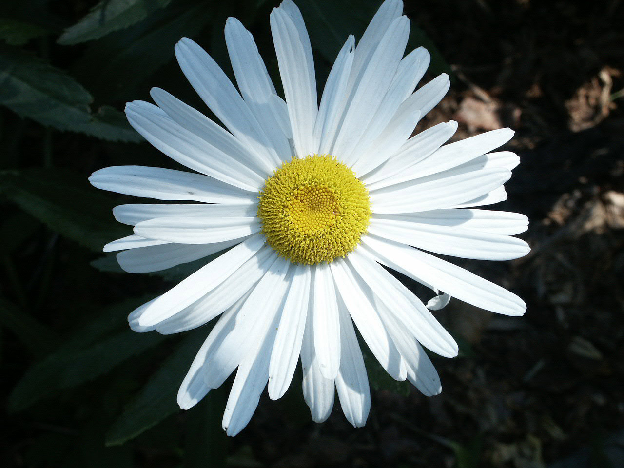 Photographie par Pelican pour DesignCrowd (Community Contests) | Design #9093091