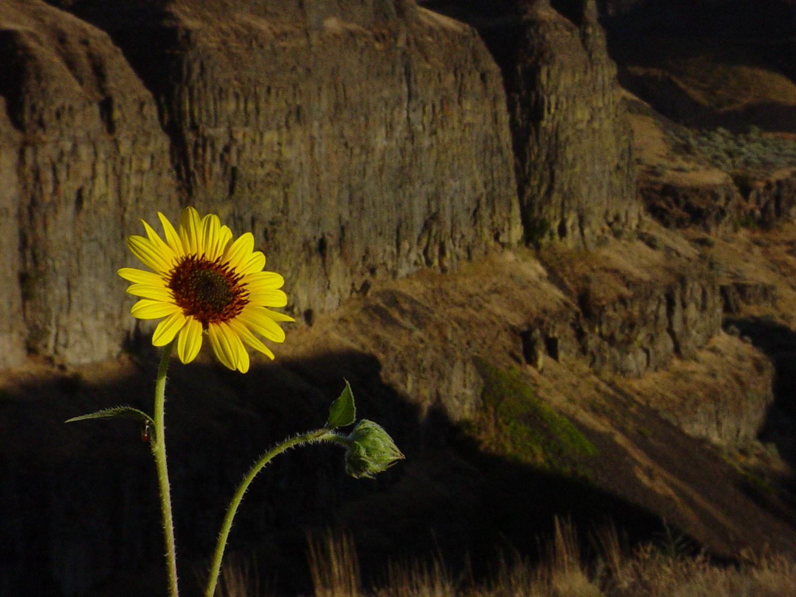 Photography by ottaia for DesignCrowd (Community Contests) | Design #9093088