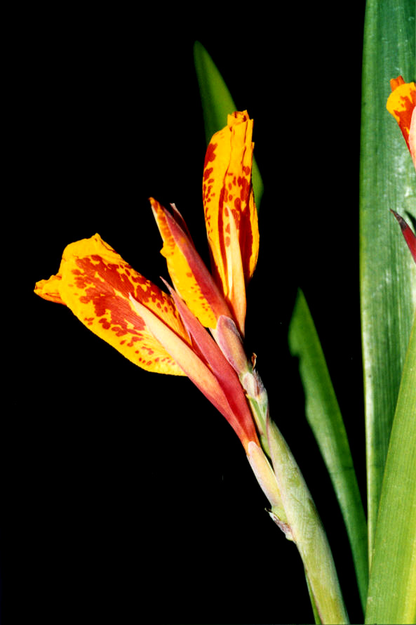 Fotografía por vgmn1956 para DesignCrowd (Community Contests) | Diseño #9093176