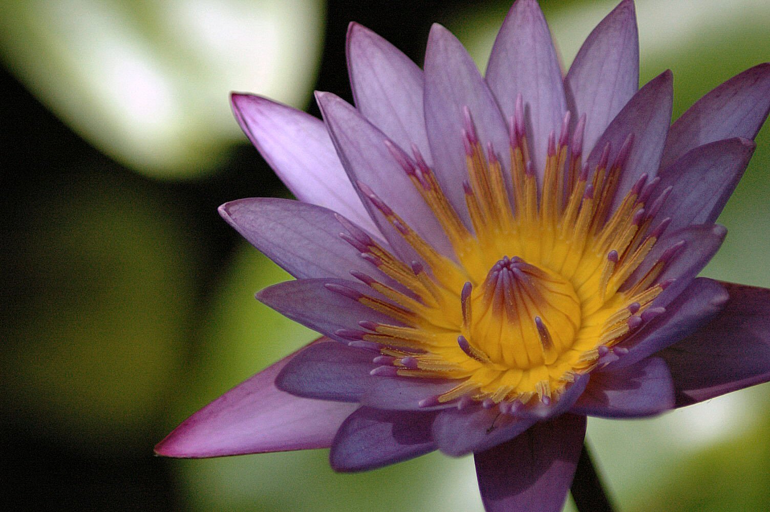 Fotografía por Marian para DesignCrowd (Community Contests) | Diseño #9093205