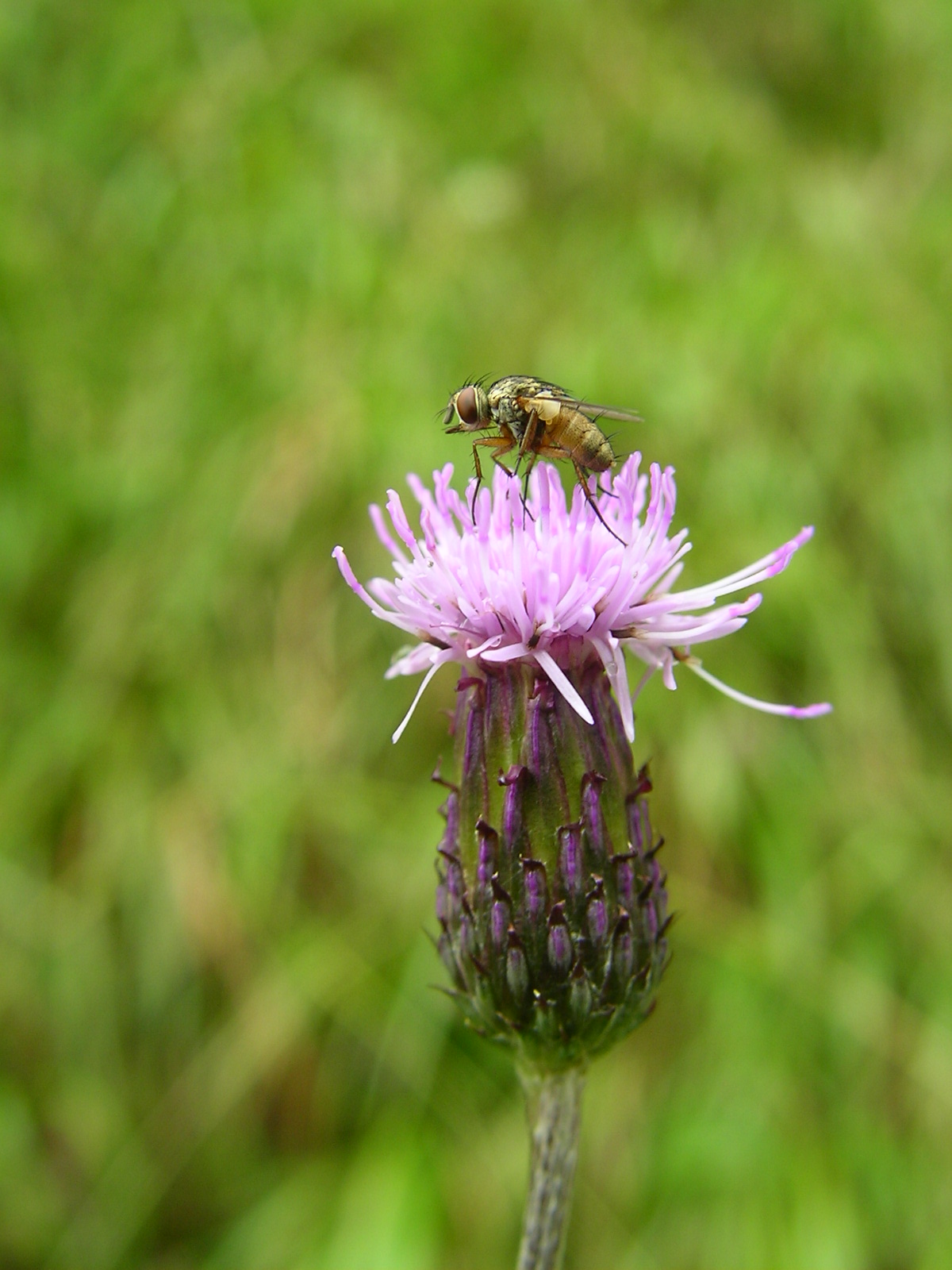 Photographie par Ometheon pour DesignCrowd (Community Contests) | Design #9093177