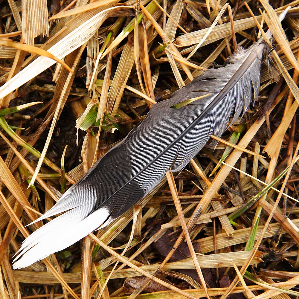 Fotografía por blurmore para DesignCrowd (Community Contests) | Diseño #9093162