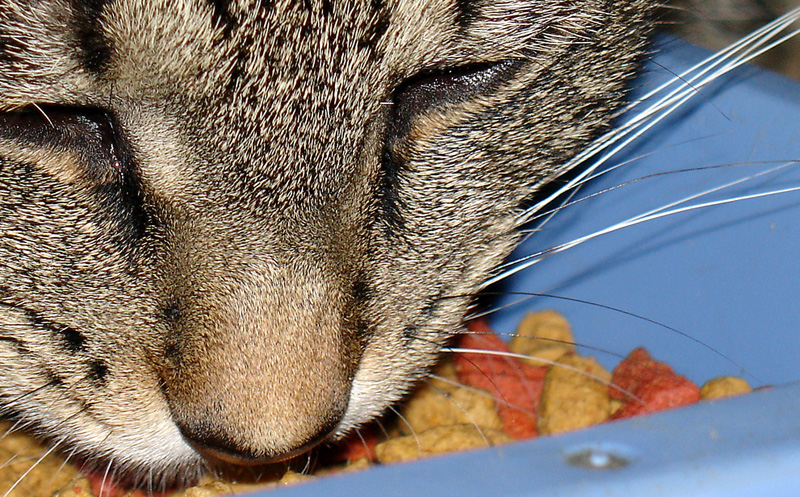 Photography by Loladiggles for DesignCrowd (Community Contests) | Design #9093288