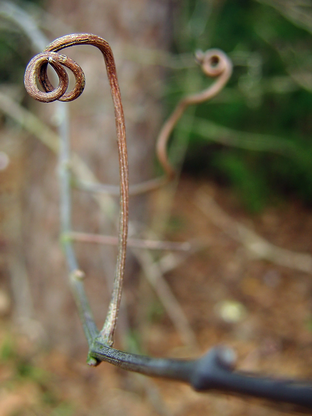 Photography by DFragXD for DesignCrowd (Community Contests) | Design #9093183