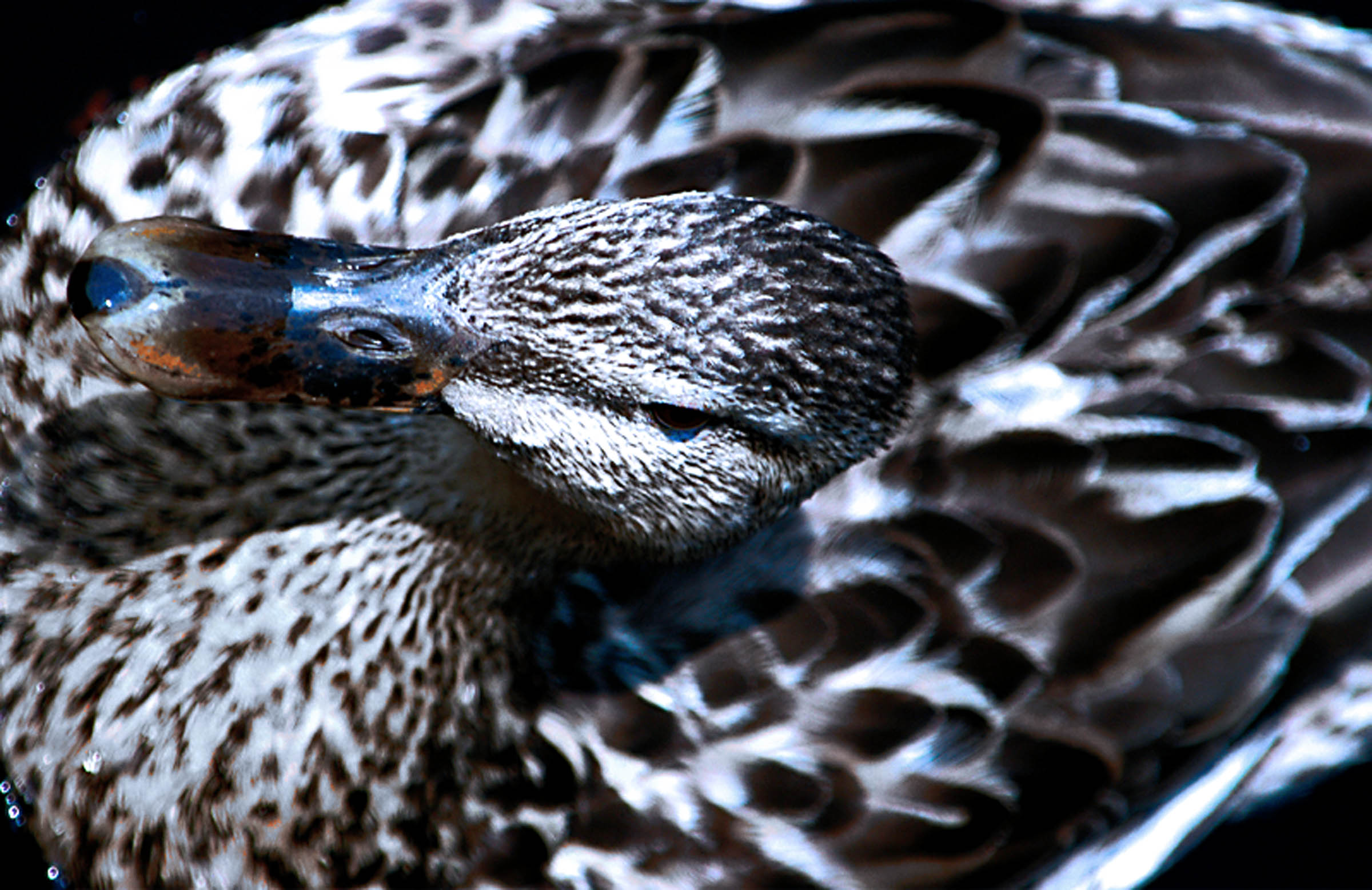 Fotografie von ewall53 für DesignCrowd (Community Contests) | Design #9094126