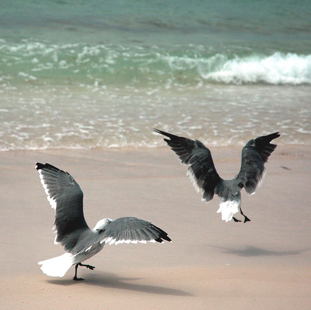 Photography by Jawizza for DesignCrowd (Community Contests) | Design #9095622