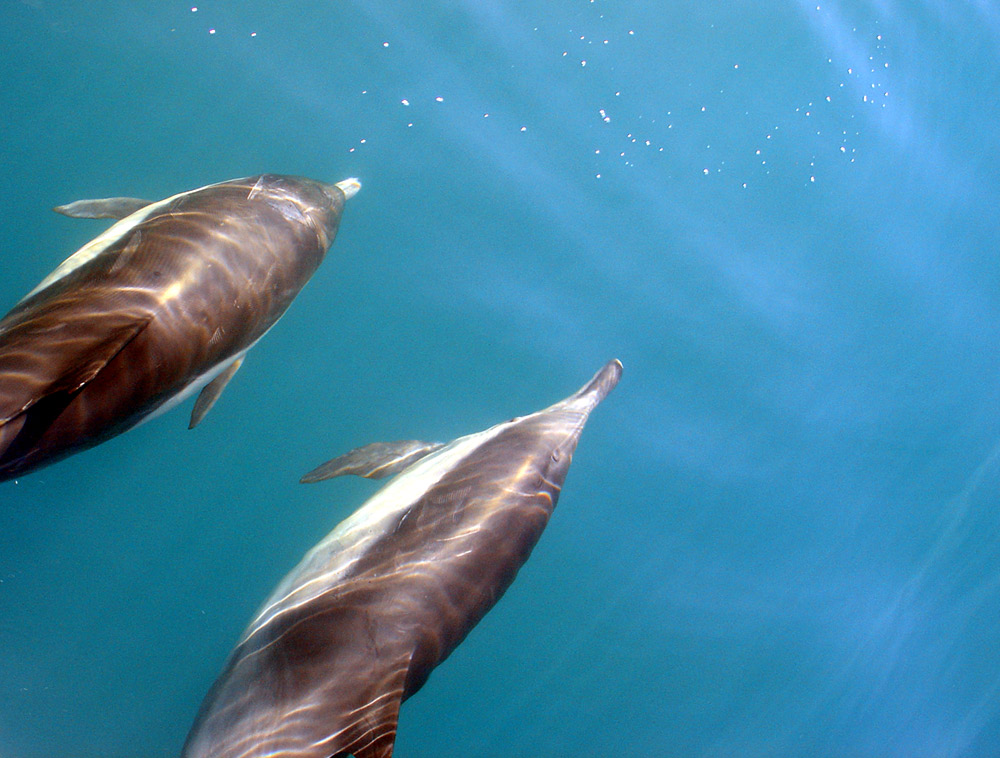 Photography by beckettboots for DesignCrowd (Community Contests) | Design #9094148