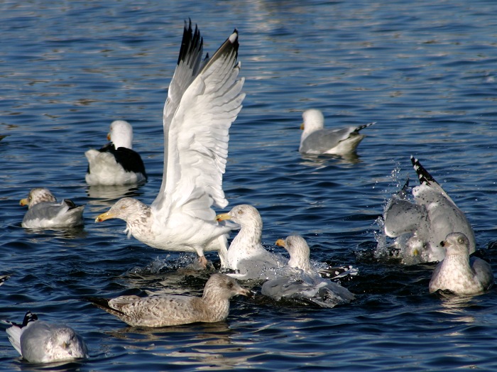 Photographie par KarenC pour DesignCrowd (Community Contests) | Design #9095637