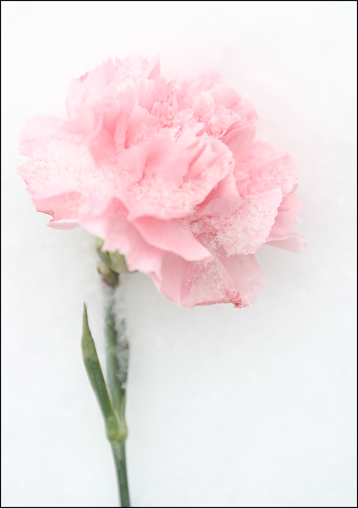 Photography by SigloV for DesignCrowd (Community Contests) | Design #9094629