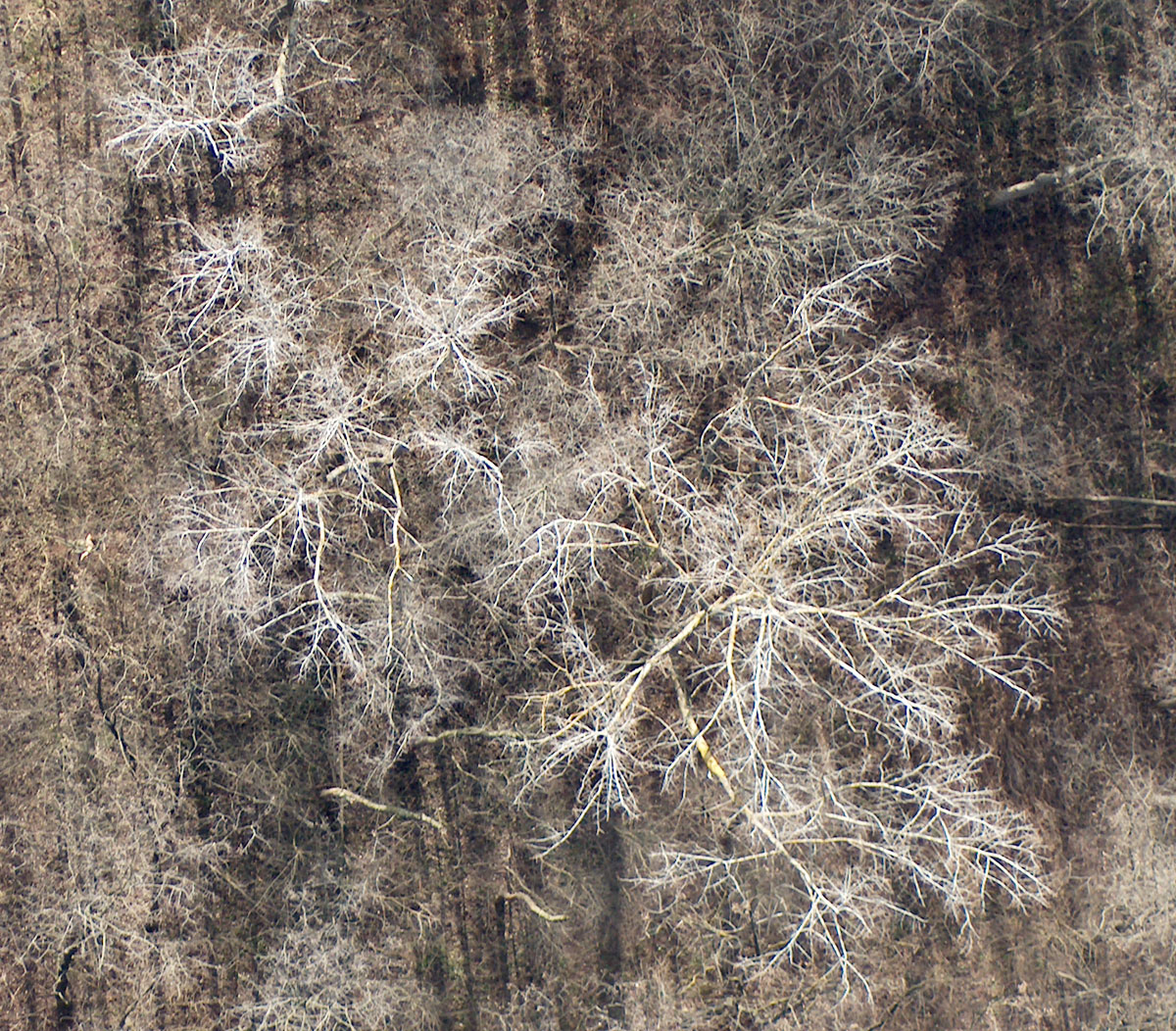 Fotografía por brut carniollus para DesignCrowd (Community Contests) | Diseño #9094228