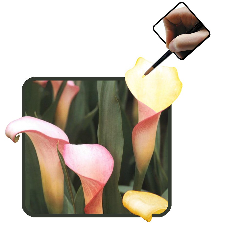 Photoshop Design by teena911 for DesignCrowd (Community Contests) | Design #9093315