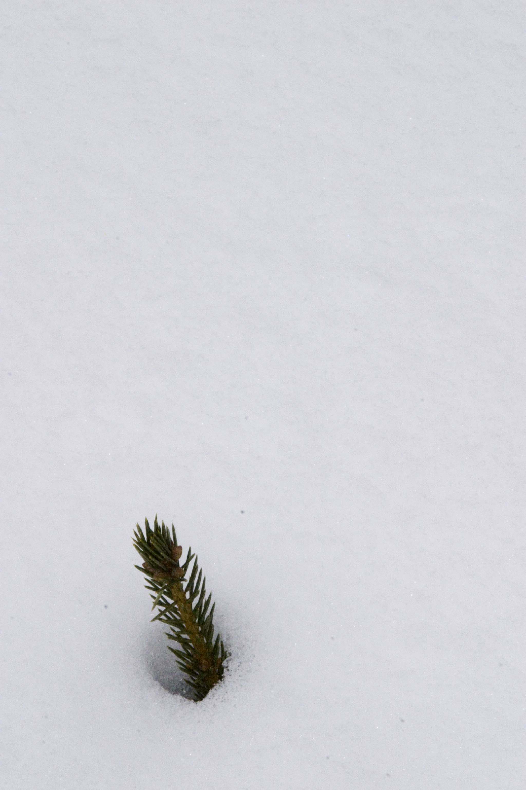 Fotografie von WildWillyAK für DesignCrowd (Community Contests) | Design #9094688