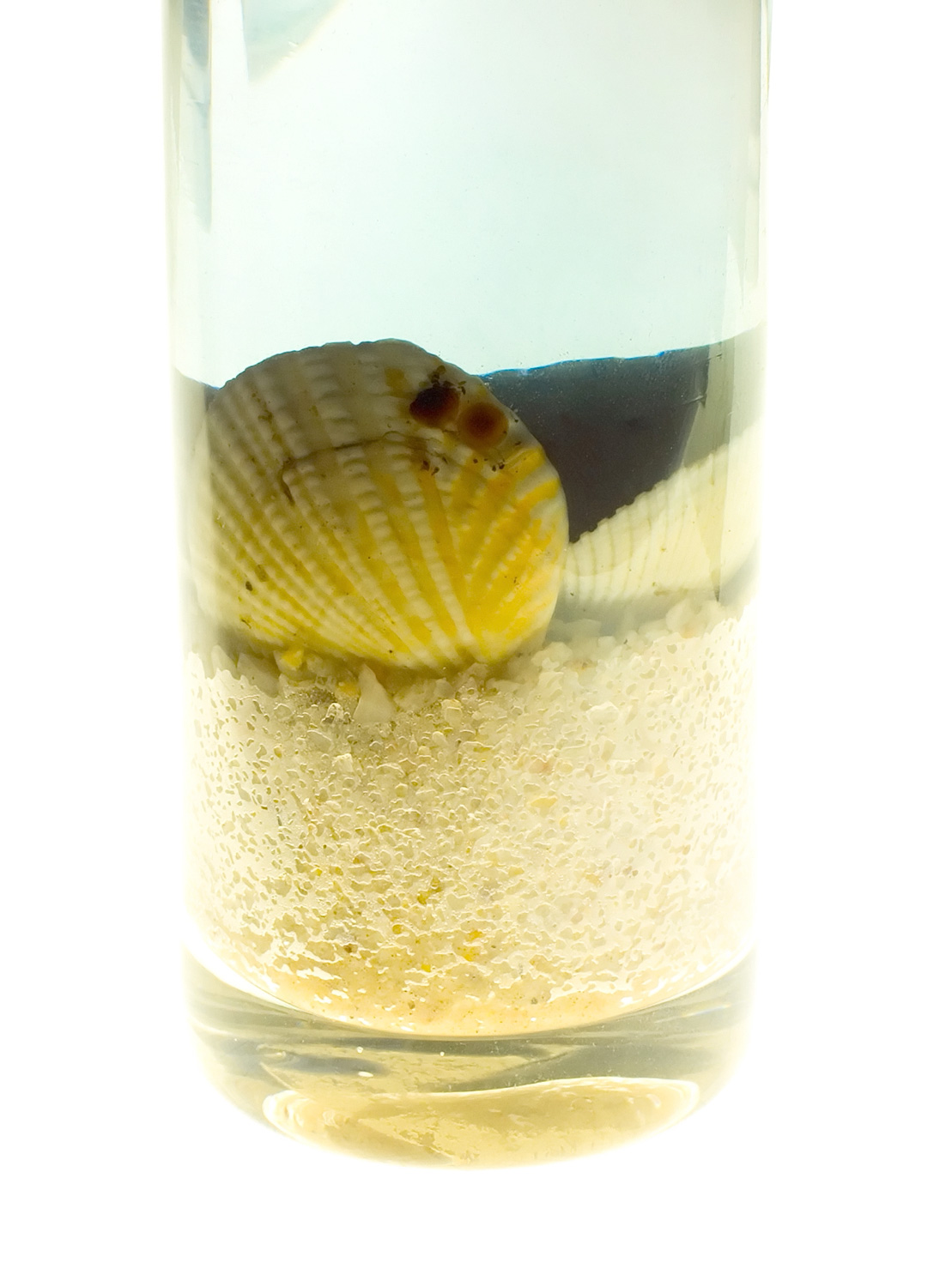 Photographie par gorgonzola pour DesignCrowd (Community Contests) | Design #9094669