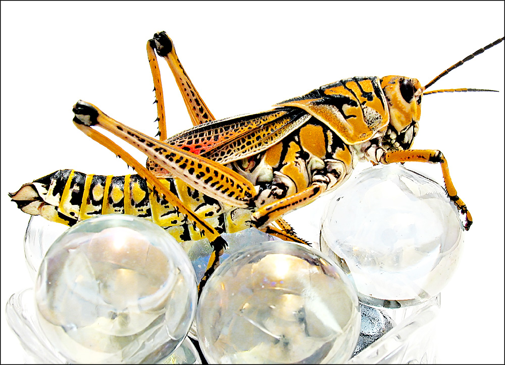 Fotografía por TampaDroid para DesignCrowd (Community Contests) | Diseño #9094644