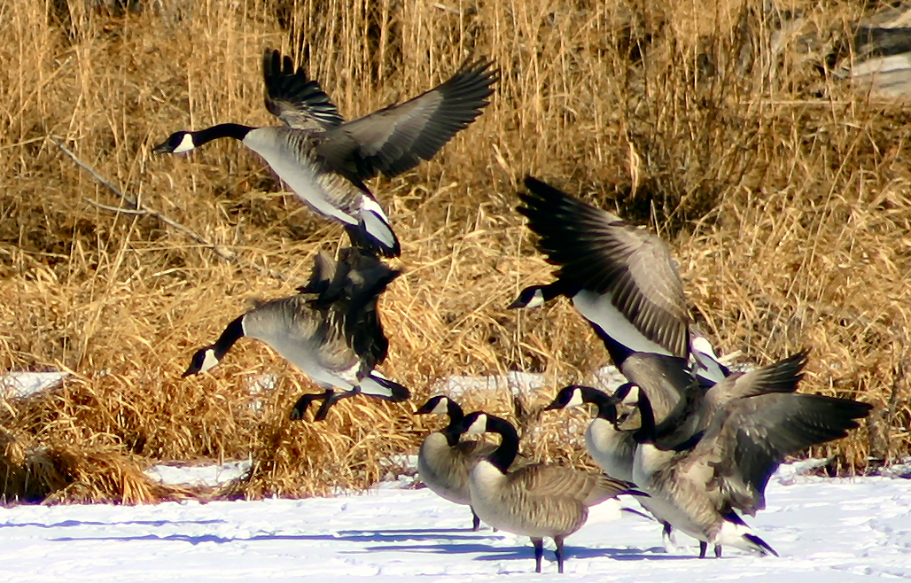 Fotografía por borbor para DesignCrowd (Community Contests) | Diseño #9095707