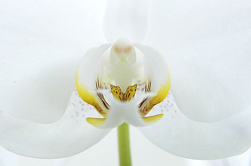 Photography by josephzl for DesignCrowd (Community Contests) | Design #9094735