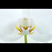 Photography by josephzl