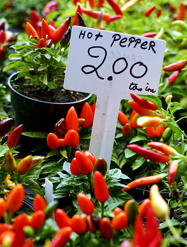 Photography by SigloV for DesignCrowd (Community Contests) | Design #9093445