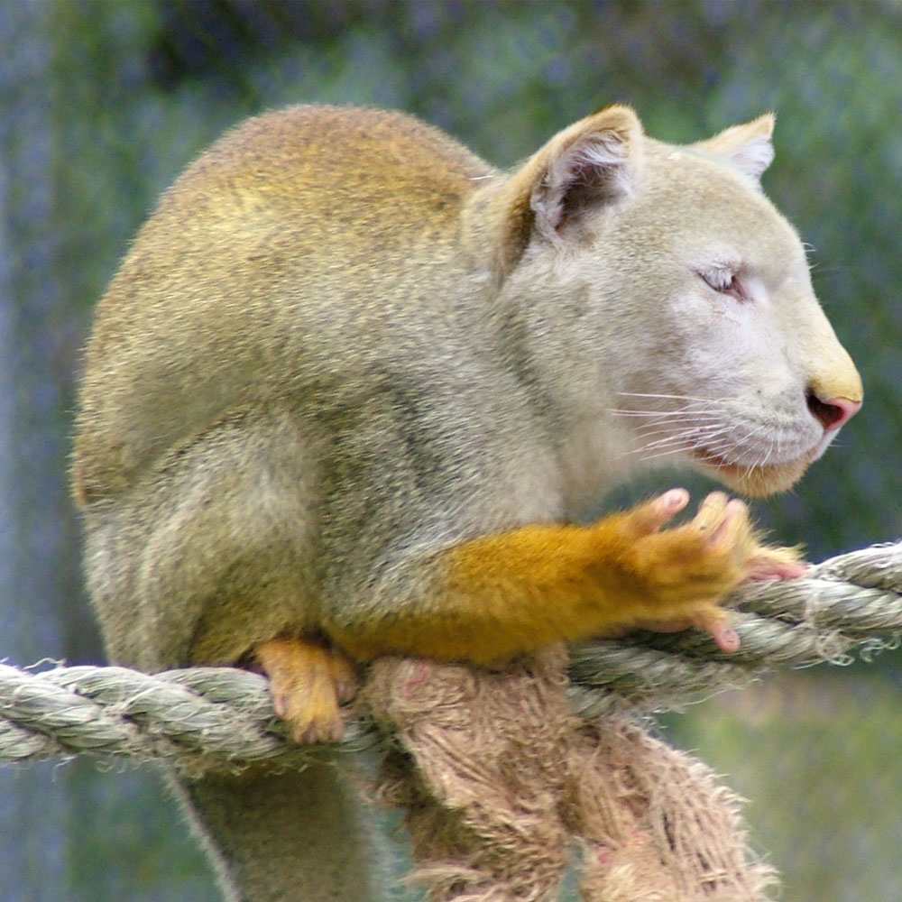 Photoshop Design by aakusu for DesignCrowd (Community Contests) | Design #9081851