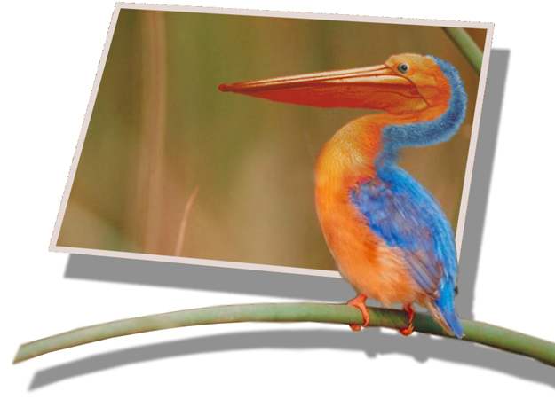 Photoshop Design by Philou for DesignCrowd (Community Contests) | Design #9081875