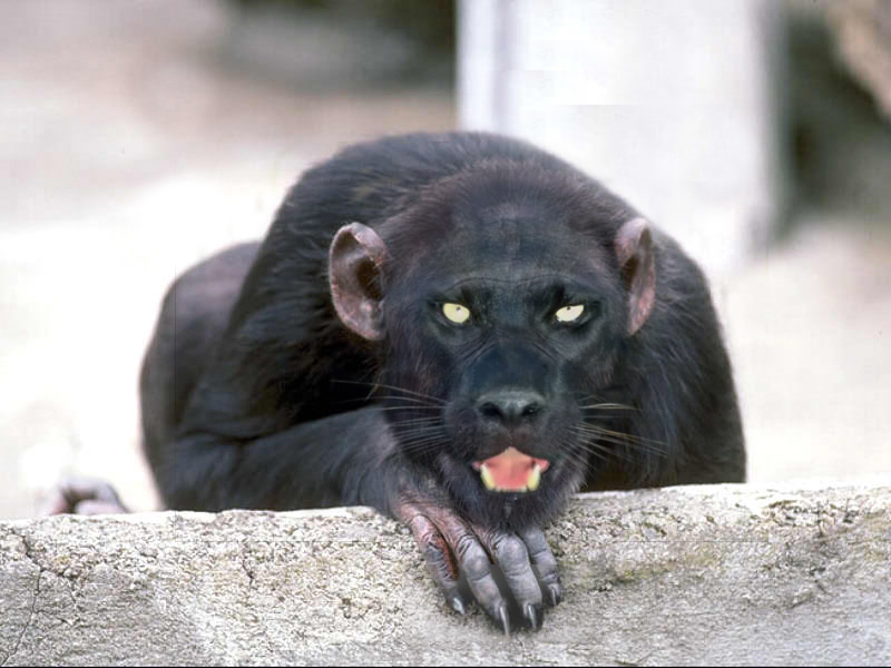 Photoshop Design by morticia3uk for DesignCrowd (Community Contests) | Design #9081906