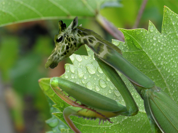 Photoshop Design by AllumaN for DesignCrowd (Community Contests) | Design #9081970