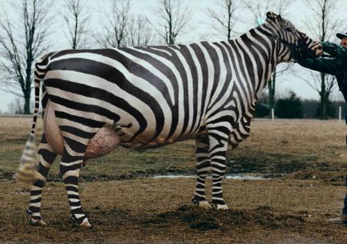 Photoshop Design by yungcent for DesignCrowd (Community Contests) | Design #9081944