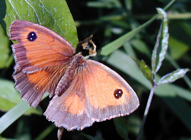 Photoshop-Design von iharding für DesignCrowd (Community Contests) | Design #9081981