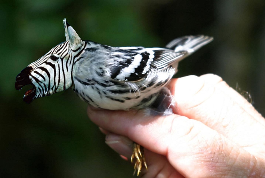 Photoshop-Design von crzyme für DesignCrowd (Community Contests) | Design #9081938