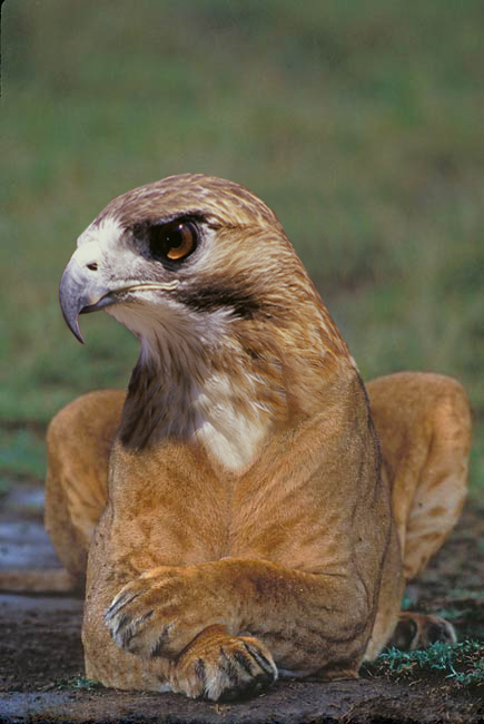 Photoshop Design by 9bluedragons for DesignCrowd (Community Contests) | Design #9082034