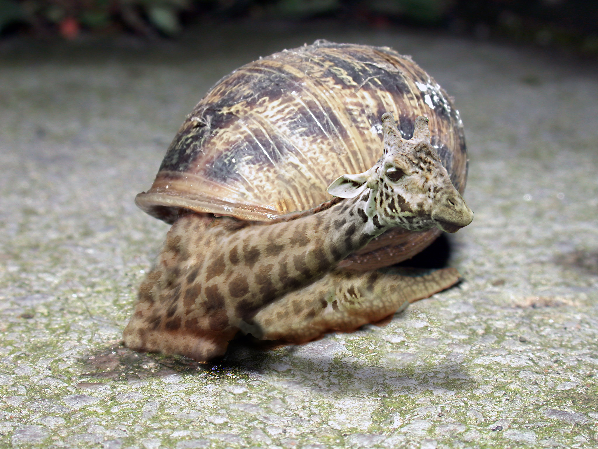 Diseño de Photoshop por Beselga para DesignCrowd (Community Contests) | Diseño #9082005