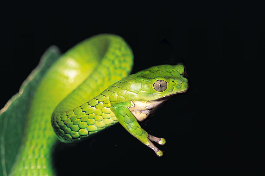 Photoshop Design by srinoo for DesignCrowd (Community Contests) | Design #9081989