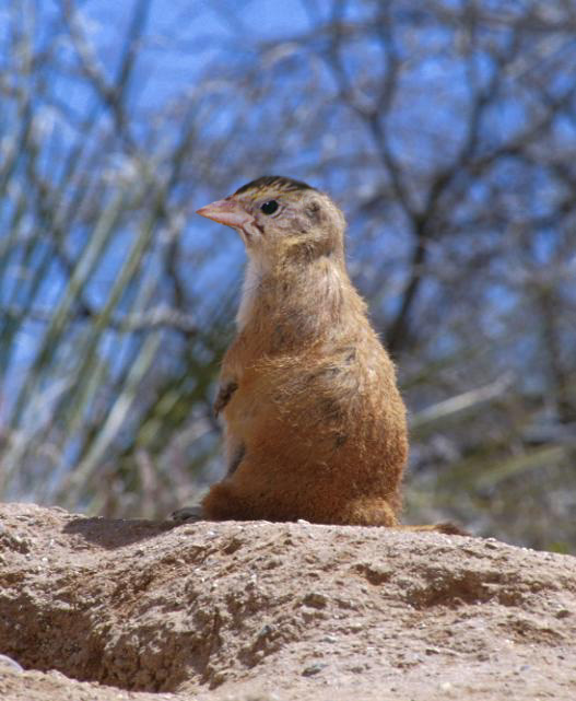 Diseño de Photoshop por doubleg para DesignCrowd (Community Contests) | Diseño #9081993