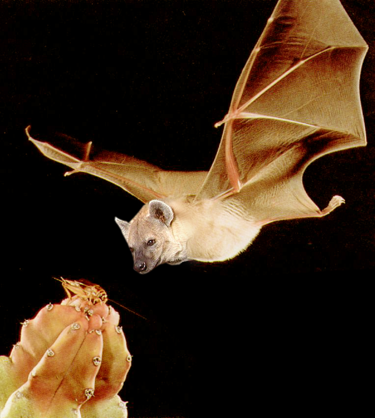 Photoshop Design by loveboat39 for DesignCrowd (Community Contests) | Design #9082054