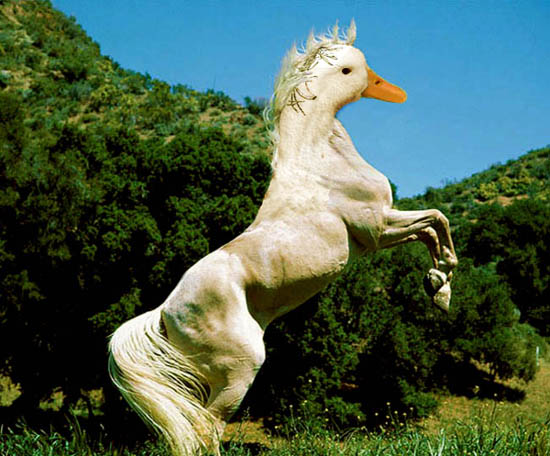 Photoshop Design by Quilana for DesignCrowd (Community Contests) | Design #9082125