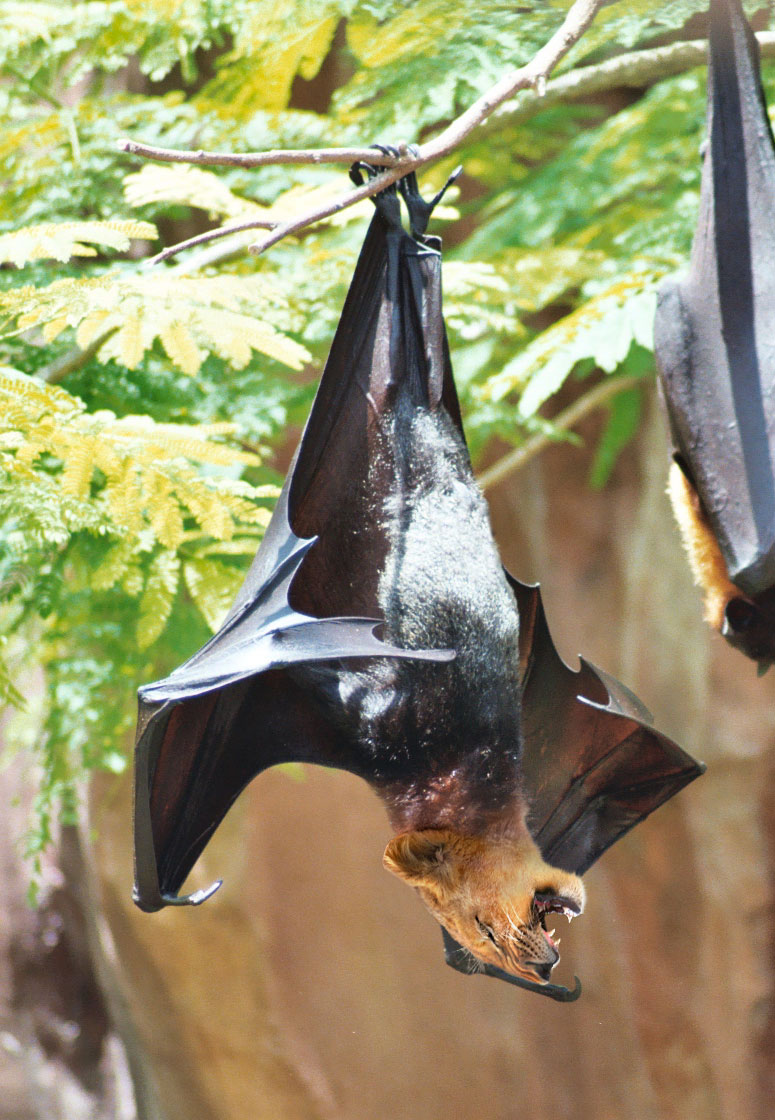 Photoshop-Design von Chazcarp für DesignCrowd (Community Contests) | Design #9082283