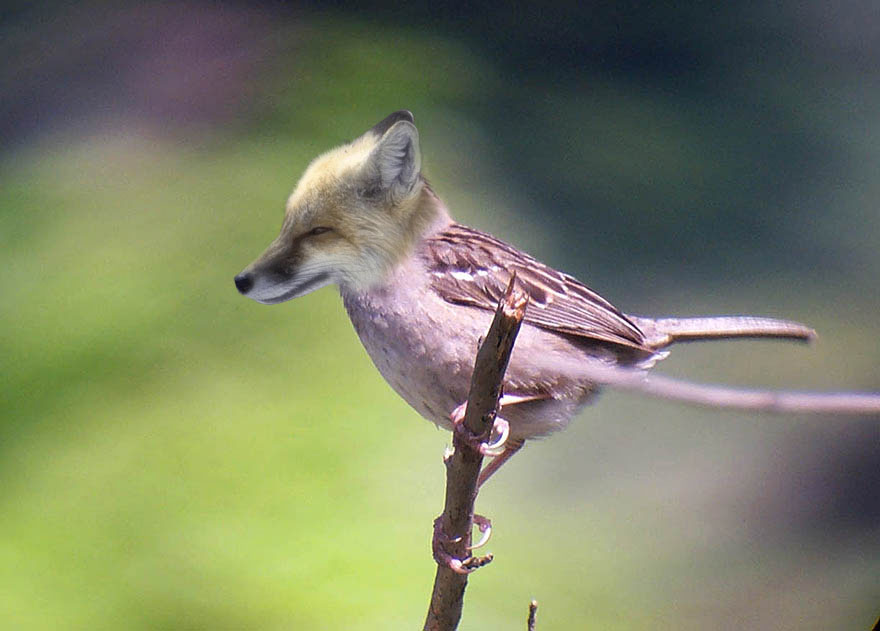 Diseño de Photoshop por PatrickMoore para DesignCrowd (Community Contests) | Diseño #9082293