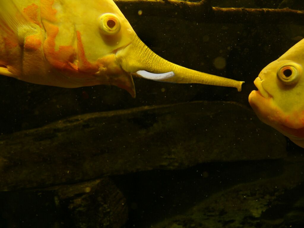 Photoshop Design by ibarra01 for DesignCrowd (Community Contests) | Design #9082175