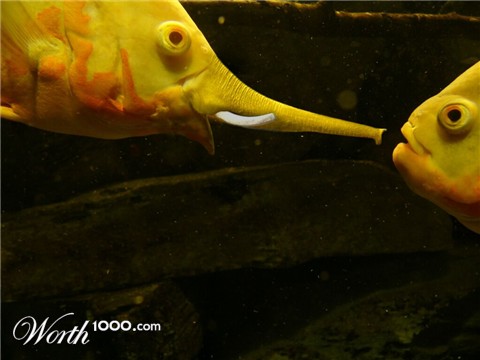 Photoshop Design by ibarra01