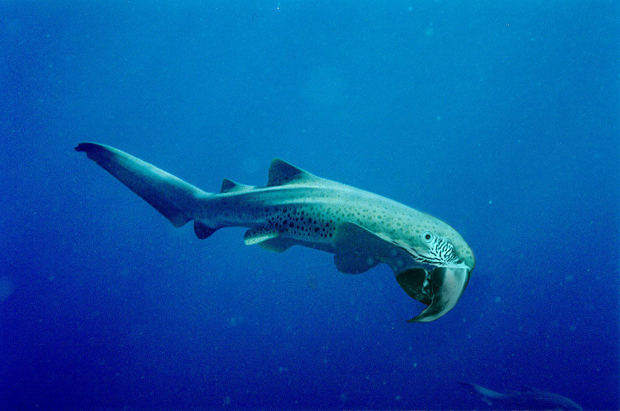 Photoshop Design by rocketpotato for DesignCrowd (Community Contests) | Design #9082244