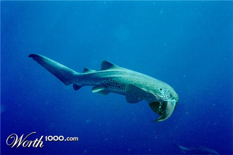 Photoshop Design by rocketpotato