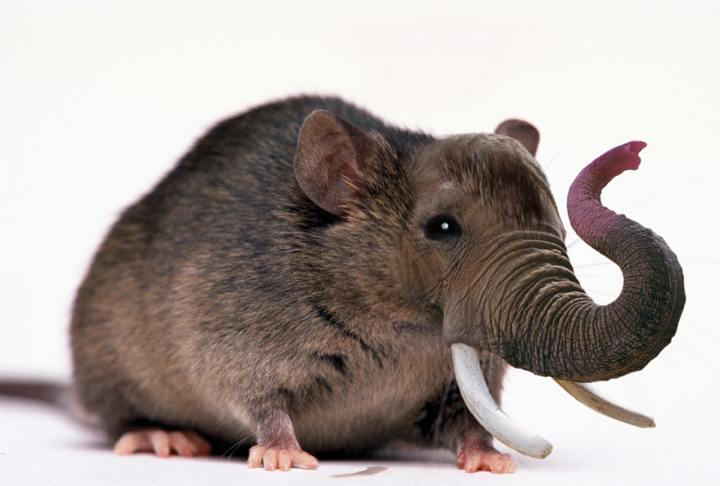 Photoshop Design by mrsting for DesignCrowd (Community Contests) | Design #9082249