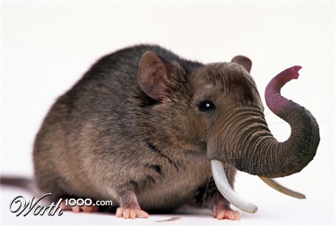 Photoshop Design by mrsting