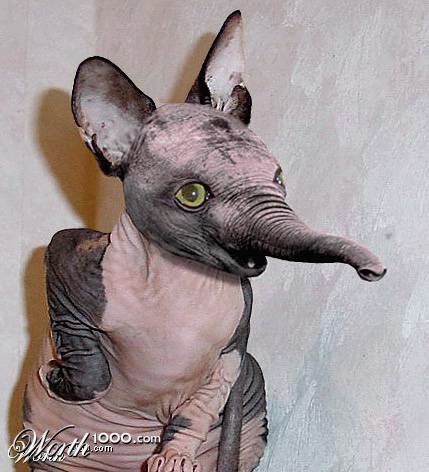 Photoshop Design by StrangeWorld