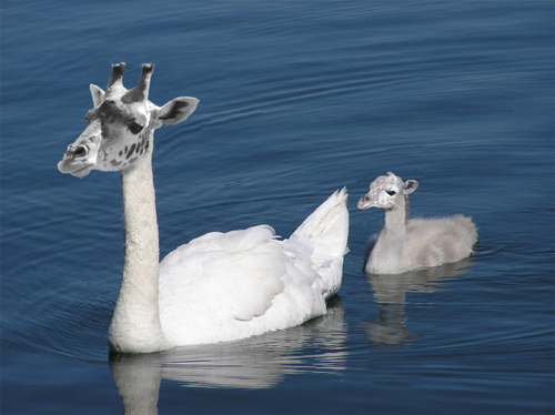 Photoshop Design by Antana for DesignCrowd (Community Contests) | Design #9082323