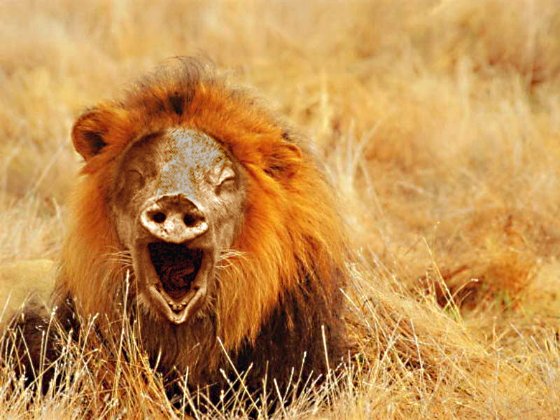 Design Photoshop par eduj65 pour DesignCrowd (Community Contests) | Design #9082151