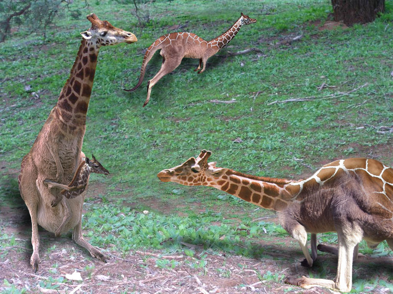 Photoshop Design by Chiboo for DesignCrowd (Community Contests) | Design #9082140