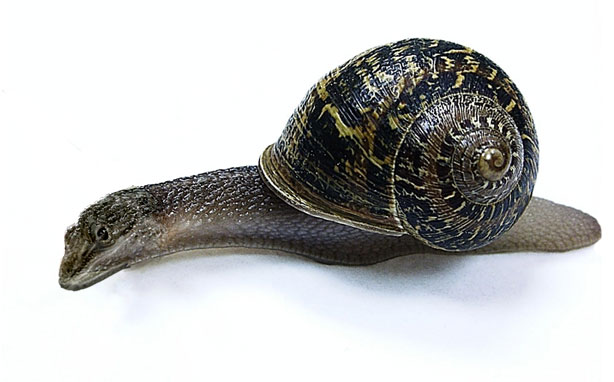 Photoshop-Design von absguft für DesignCrowd (Community Contests) | Design #9082098